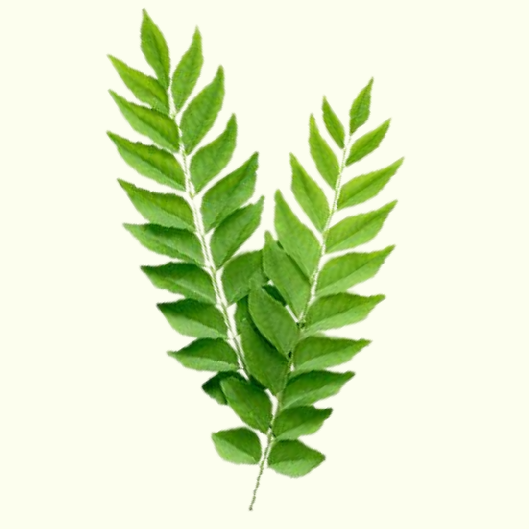 Fresh Curry Leaves by Infusions Pakistan